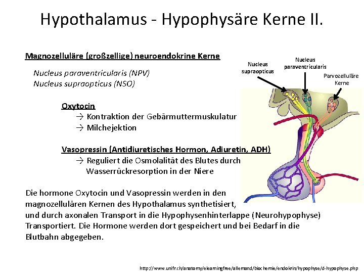 Hypothalamus - Hypophysäre Kerne II. Magnozelluläre (großzellige) neuroendokrine Kerne Nucleus paraventricularis (NPV) Nucleus supraopticus