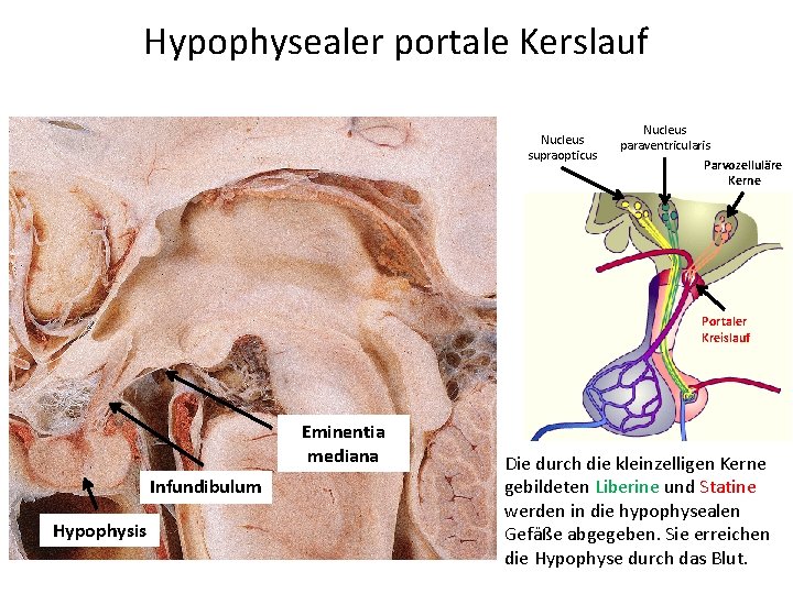 Hypophysealer portale Kerslauf Nucleus supraopticus Nucleus paraventricularis Parvozelluläre Kerne Portaler Kreislauf Eminentia mediana Infundibulum