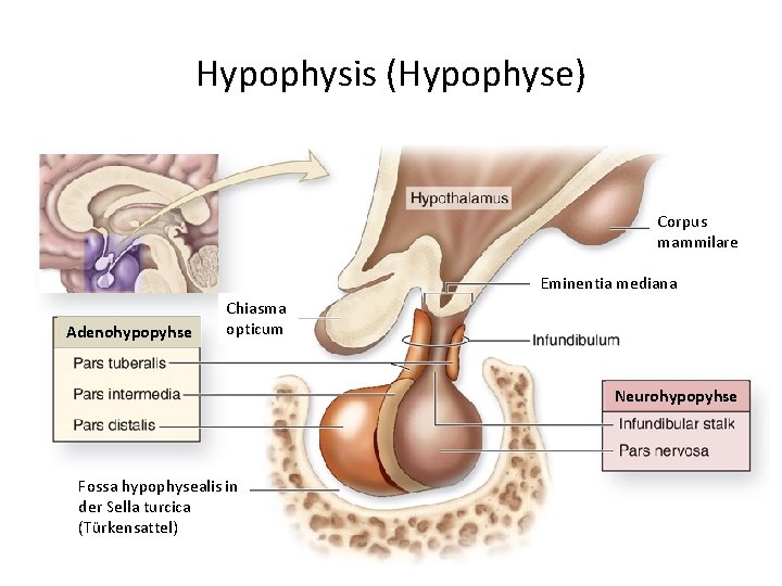 Hypophysis (Hypophyse) Corpus mammilare Eminentia mediana Adenohypopyhse Chiasma opticum Neurohypopyhse Fossa hypophysealis in der