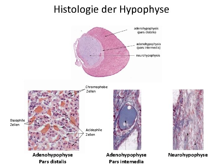 Histologie der Hypophyse Chromophobe Zellen Basophile Zellen Acidophile Zellen Adenohypophyse Pars distalis Adenohypophyse Pars