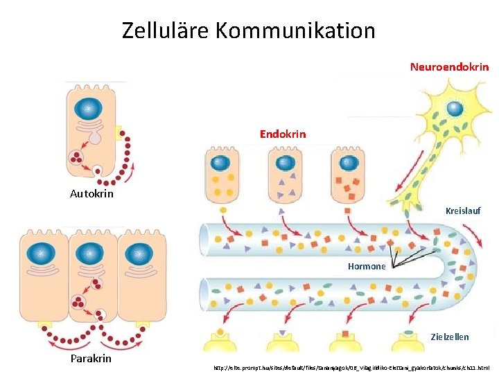 Zelluläre Kommunikation Neuroendokrin Endokrin Autokrin Kreislauf Hormone Zielzellen Parakrin http: //elte. prompt. hu/sites/default/files/tananyagok/06_Vilagi. Ildiko-Elettani_gyakorlatok/chunks/ch