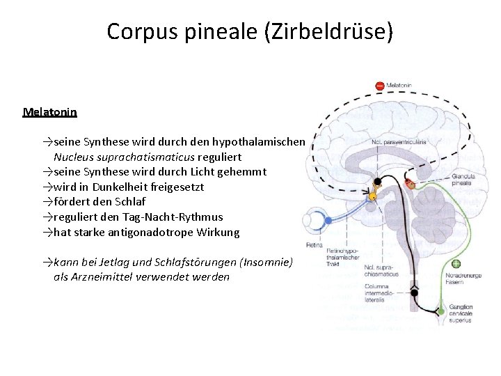 Corpus pineale (Zirbeldrüse) Melatonin →seine Synthese wird durch den hypothalamischen Nucleus suprachatismaticus reguliert →seine