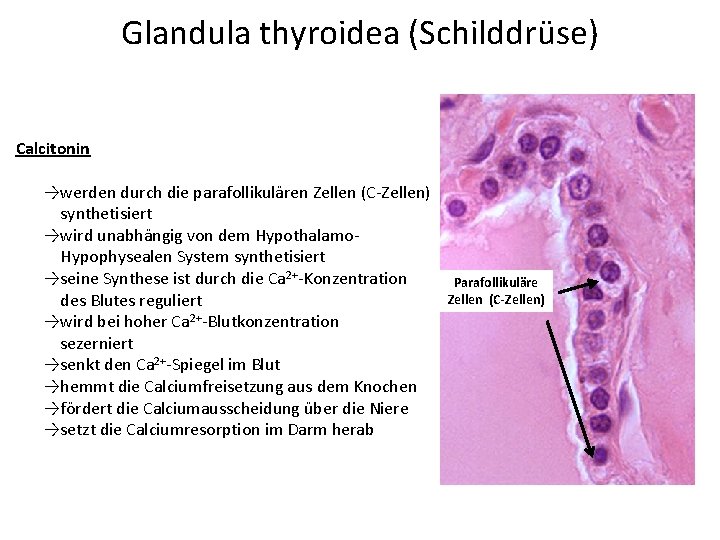 Glandula thyroidea (Schilddrüse) Calcitonin →werden durch die parafollikulären Zellen (C-Zellen) synthetisiert →wird unabhängig von