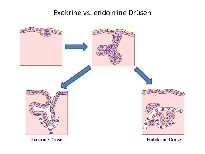 Exokrine vs. endokrine Drüsen Exokrine Drüse Endokrine Drüse 