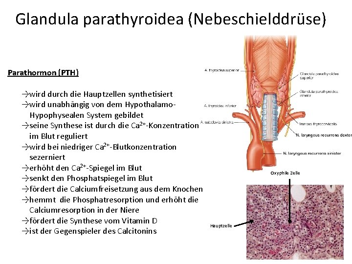 Glandula parathyroidea (Nebeschielddrüse) Parathormon (PTH) →wird durch die Hauptzellen synthetisiert →wird unabhängig von dem