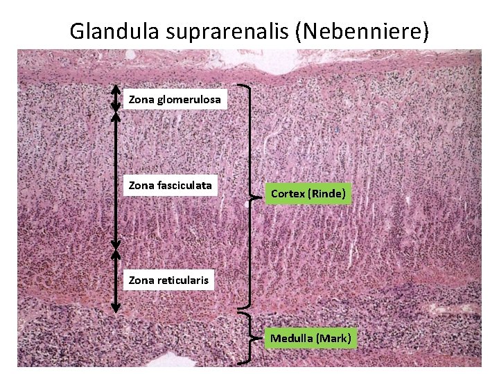 Glandula suprarenalis (Nebenniere) Zona glomerulosa Zona fasciculata Cortex (Rinde) Zona reticularis Medulla (Mark) 
