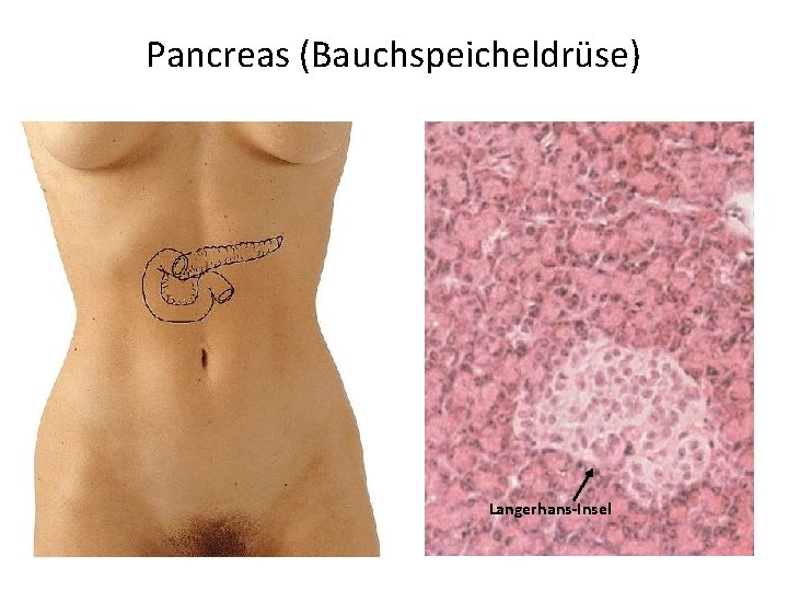 Pancreas (Bauchspeicheldrüse) Langerhans-Insel 