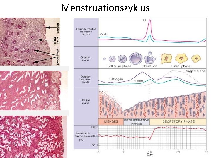 Menstruationszyklus 