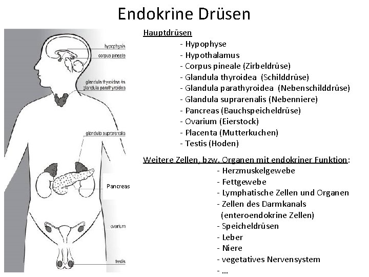 Endokrine Drüsen Hauptdrüsen - Hypophyse - Hypothalamus - Corpus pineale (Zirbeldrüse) - Glandula thyroidea