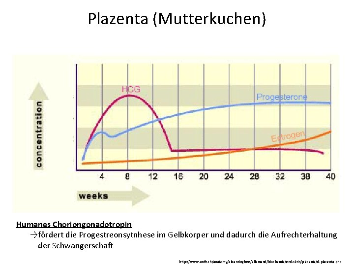 Plazenta (Mutterkuchen) Humanes Choriongonadotropin →fördert die Progestreonsytnhese im Gelbkörper und dadurch die Aufrechterhaltung der