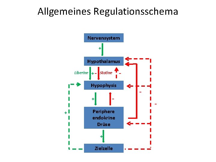 Allgemeines Regulationsschema Nervensystem + Hypothalamus Liberine +- Statine Hypophysis , - - + +