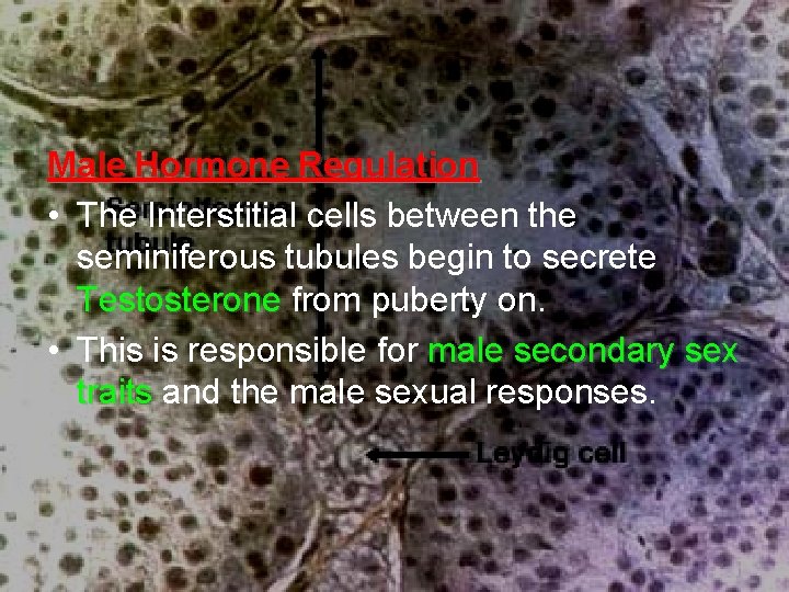 Male Hormone Regulation • The Interstitial cells between the seminiferous tubules begin to secrete