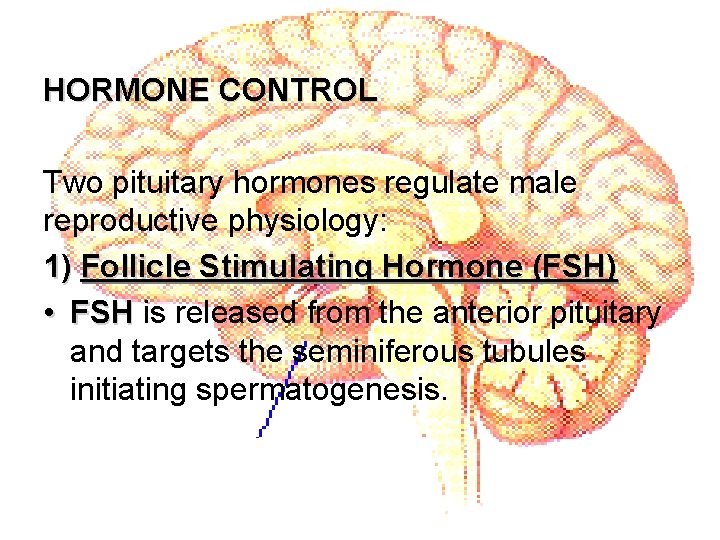HORMONE CONTROL Two pituitary hormones regulate male reproductive physiology: 1) Follicle Stimulating Hormone (FSH)