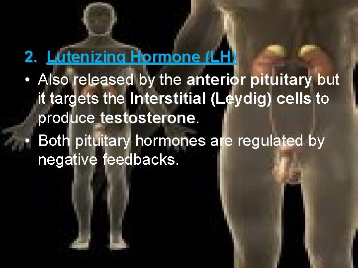 2. Lutenizing Hormone (LH) • Also released by the anterior pituitary but it targets