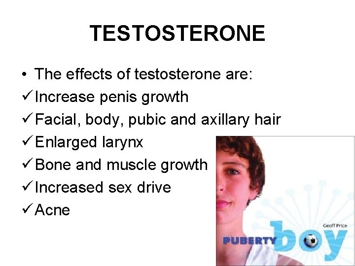TESTOSTERONE • The effects of testosterone are: ü Increase penis growth ü Facial, body,