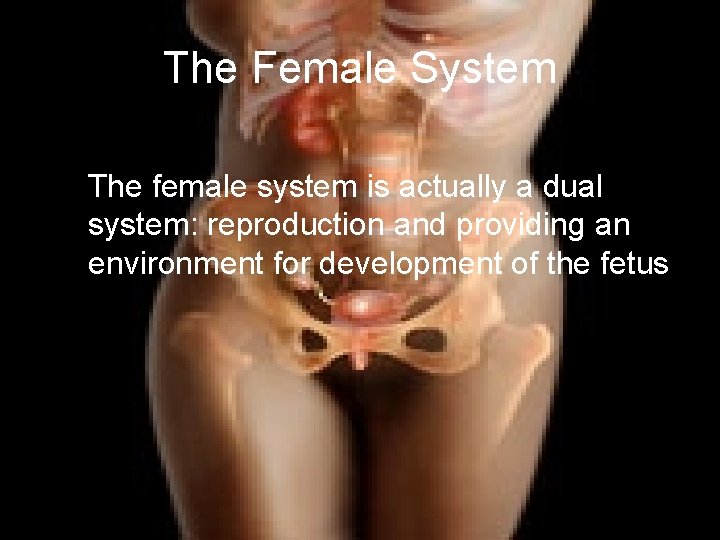 The Female System The female system is actually a dual system: reproduction and providing
