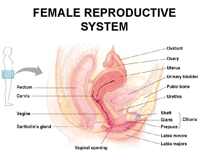 FEMALE REPRODUCTIVE SYSTEM 