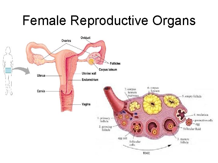 Female Reproductive Organs 