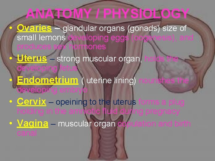 ANATOMY / PHYSIOLOGY • Ovaries – glandular organs (gonads) size of • • small