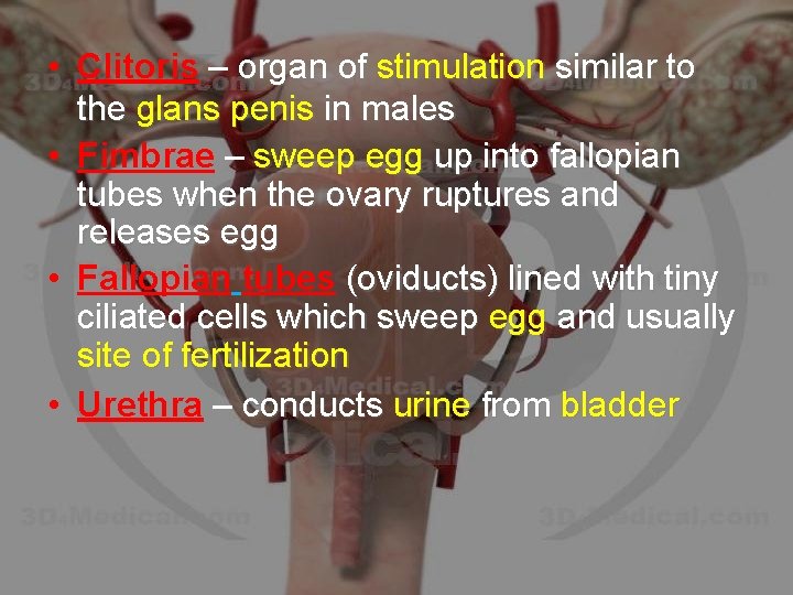  • Clitoris – organ of stimulation similar to the glans penis in males