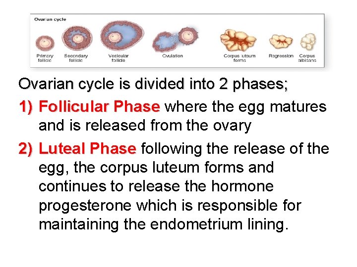 Ovarian cycle is divided into 2 phases; 1) Follicular Phase where the egg matures