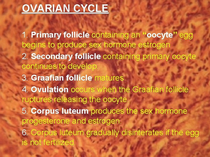 OVARIAN CYCLE 1. Primary follicle containing an “oocyte” egg begins to produce sex hormone