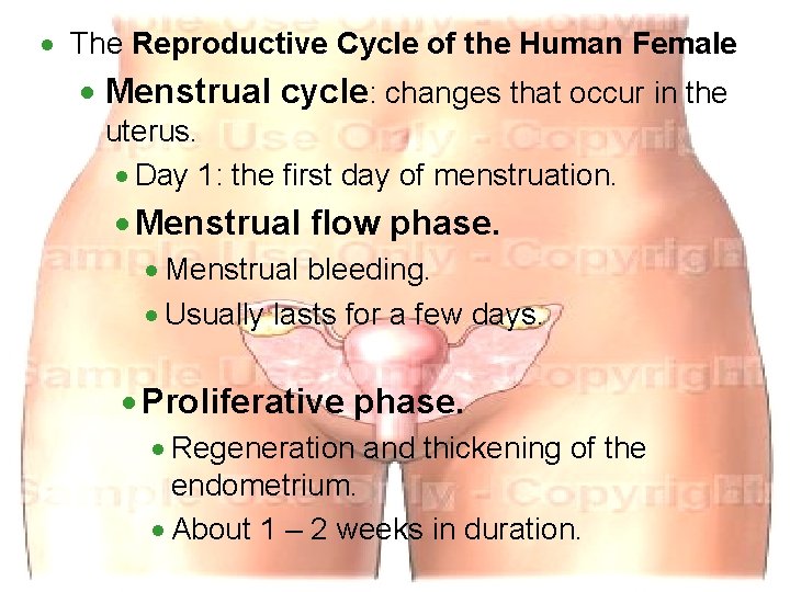 · The Reproductive Cycle of the Human Female · Menstrual cycle: changes that occur