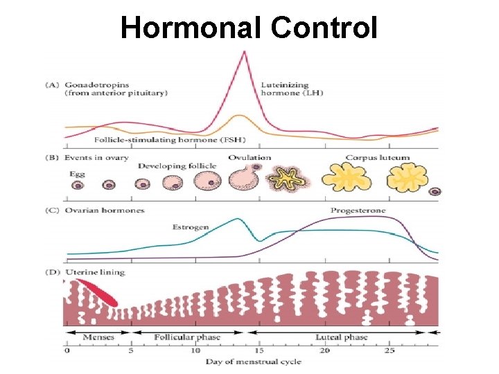 Hormonal Control 