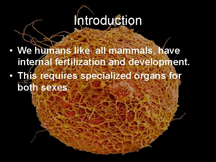Introduction • We humans like all mammals, have internal fertilization and development. • This