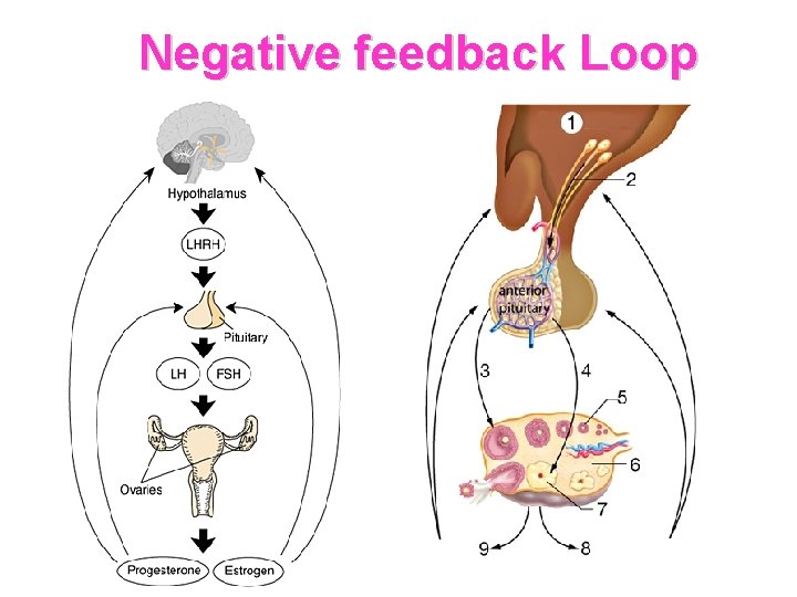 Negative feedback Loop 