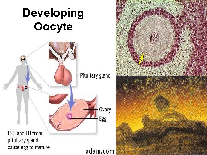 Developing Oocyte 