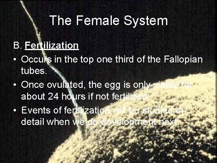 The Female System B. Fertilization • Occurs in the top one third of the