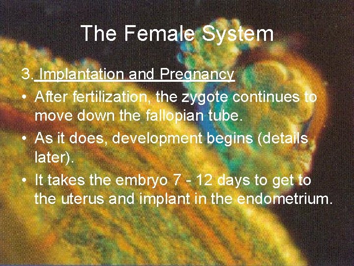 The Female System 3. Implantation and Pregnancy • After fertilization, the zygote continues to