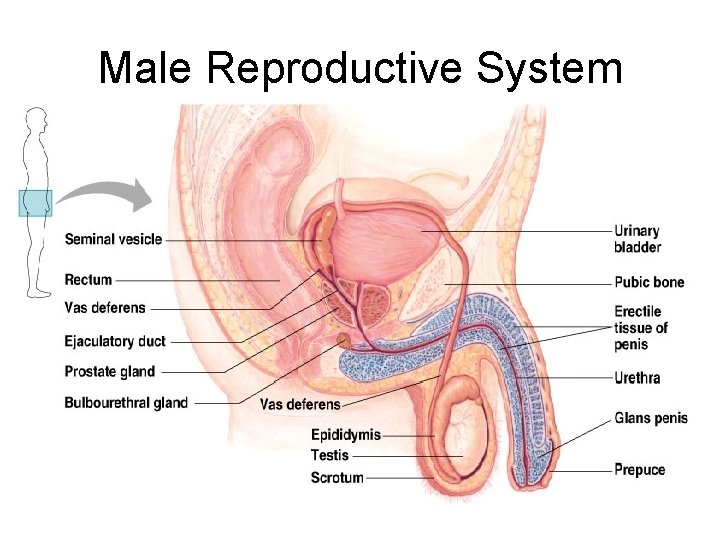 Male Reproductive System 