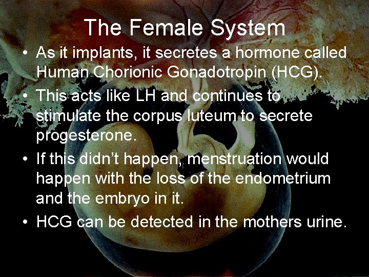 The Female System • As it implants, it secretes a hormone called Human Chorionic