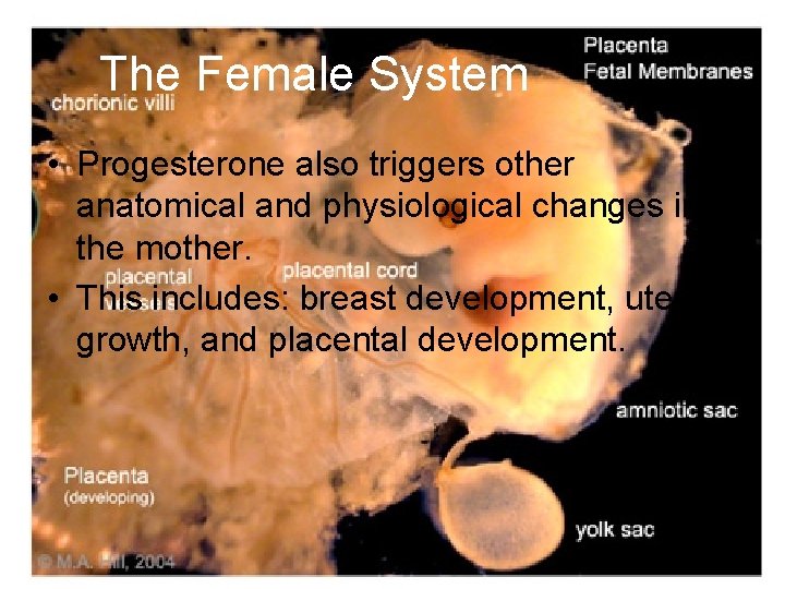 The Female System • Progesterone also triggers other anatomical and physiological changes in the