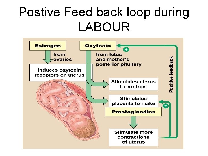 Postive Feed back loop during LABOUR 