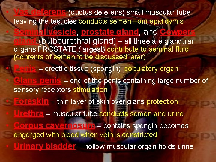  • Vas deferens (ductus deferens) small muscular tube leaving the testicles conducts semen