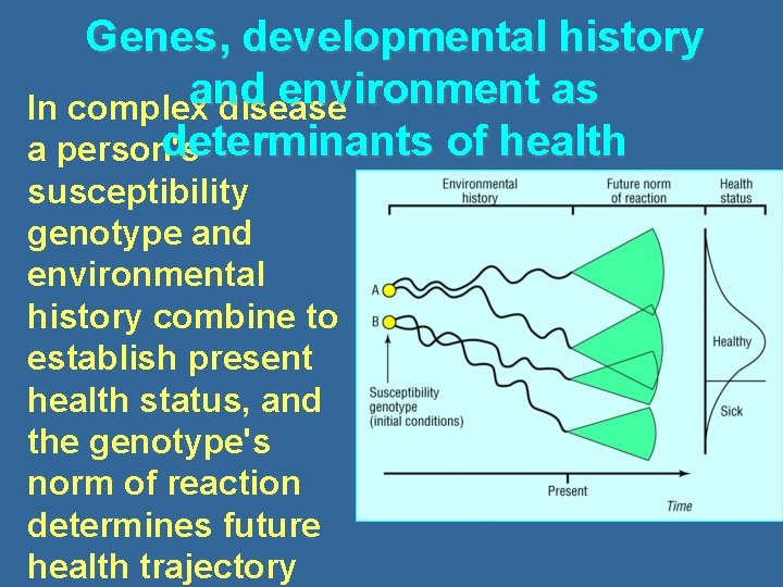 Genes, developmental history and environment as In complex disease determinants of health a person's