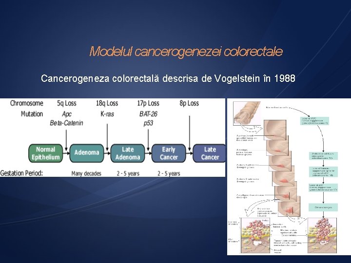 Modelul cancerogenezei colorectale Cancerogeneza colorectală descrisa de Vogelstein în 1988 