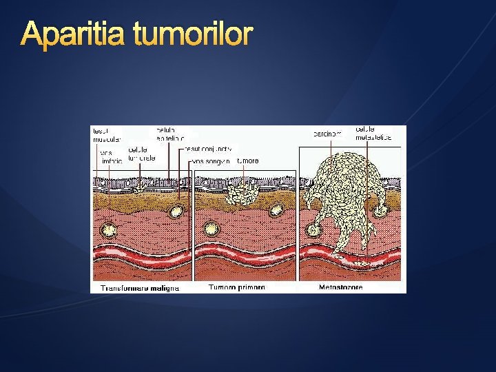 Aparitia tumorilor 