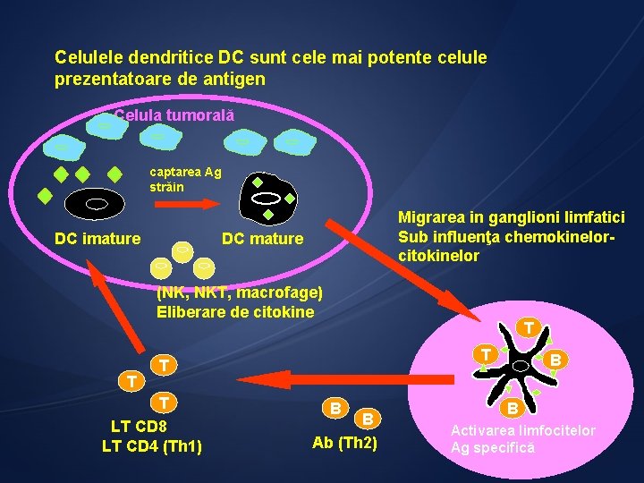 Celulele dendritice DC sunt cele mai potente celule prezentatoare de antigen Celula tumorală captarea