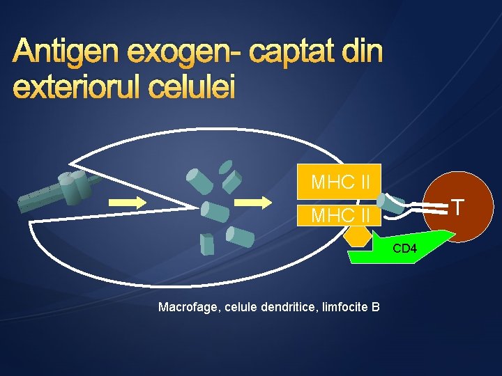 Antigen exogen- captat din exteriorul celulei MHC II T MHC II CD 4 Macrofage,