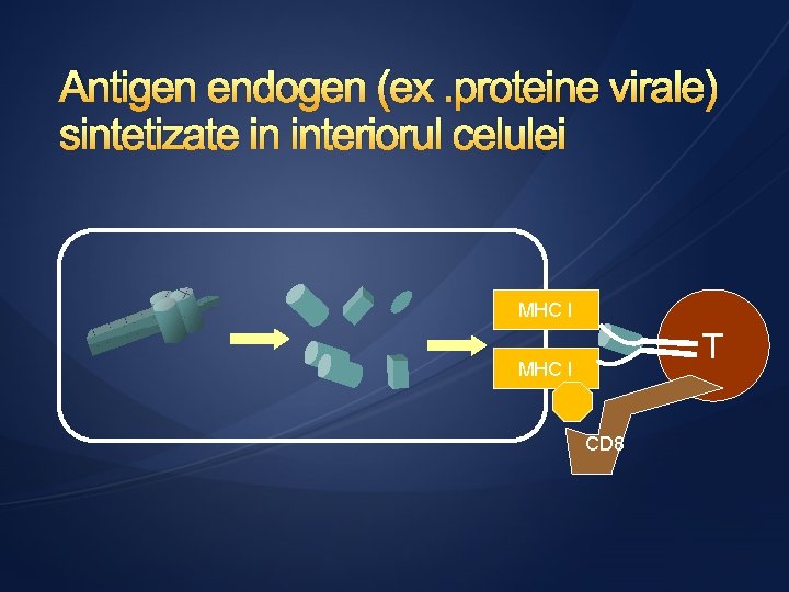 Antigen endogen (ex. proteine virale) sintetizate in interiorul celulei MHC I T MHC I