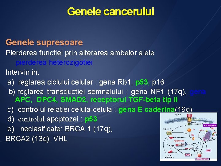 Genele cancerului Genele supresoare Pierderea functiei prin alterarea ambelor alele pierderea heterozigotiei Intervin in: