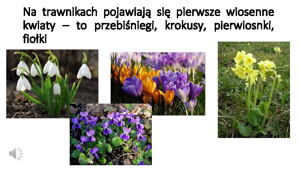 Na trawnikach pojawiają się pierwsze wiosenne kwiaty – to przebiśniegi, krokusy, pierwiosnki, fiołki 