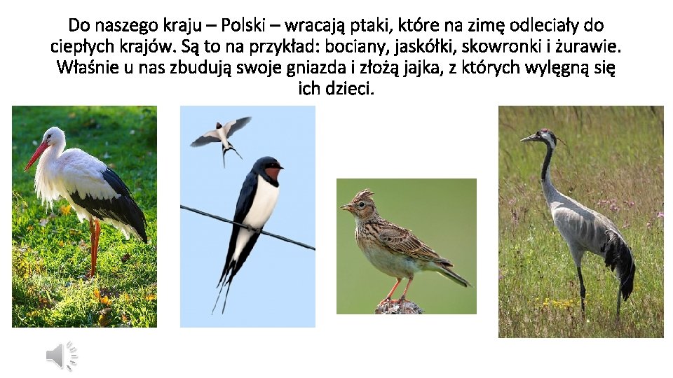 Do naszego kraju – Polski – wracają ptaki, które na zimę odleciały do ciepłych