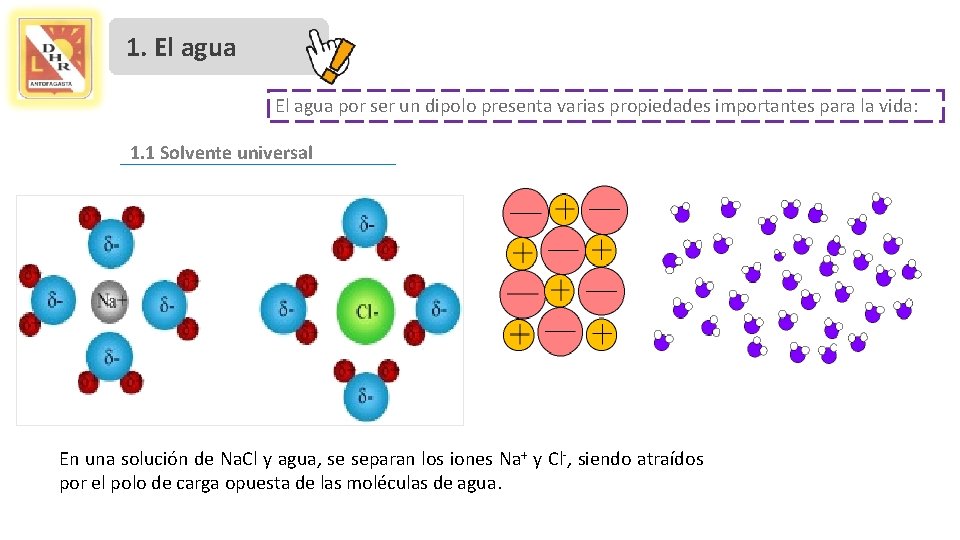 1. El agua por ser un dipolo presenta varias propiedades importantes para la vida: