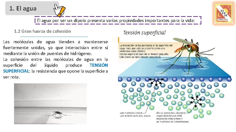 1. El agua por ser un dipolo presenta varias propiedades importantes para la vida: