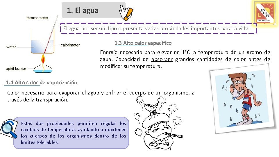 1. El agua por ser un dipolo presenta varias propiedades importantes para la vida: